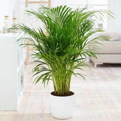 cloud farm hybrid areca palm pla.jpg