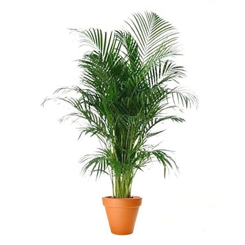 areca palm.jpg