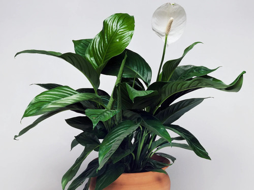 peace lily plant (2).jpg