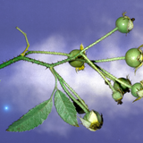 rozenbottelsupernovapaars4444