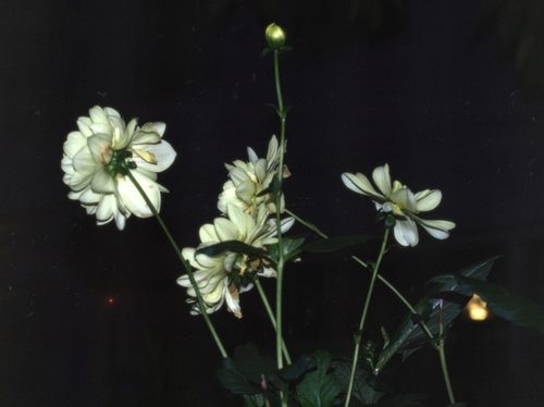 Scherm afbeelding 2024 11 10 om 19 11 09(1)