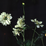 Scherm afbeelding 2024 11 10 om 19 11 09(1)