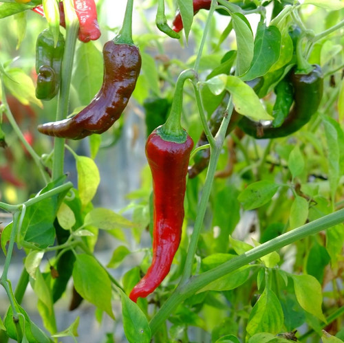 512704053 9850837735014235 1347044090636122741 n.jpg