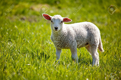 5815737 a small lamb in a pasture of sheep looking curious at the camera.jpg