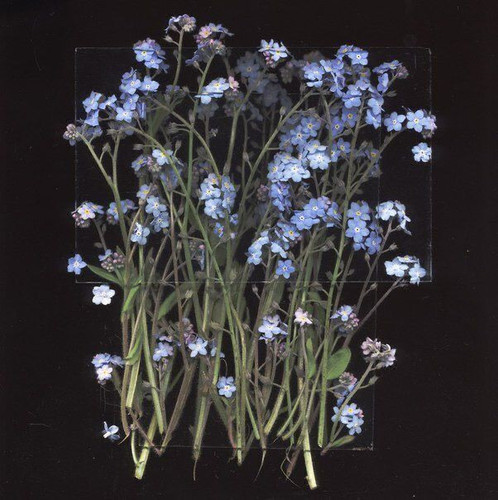 forgetmenot.jpg