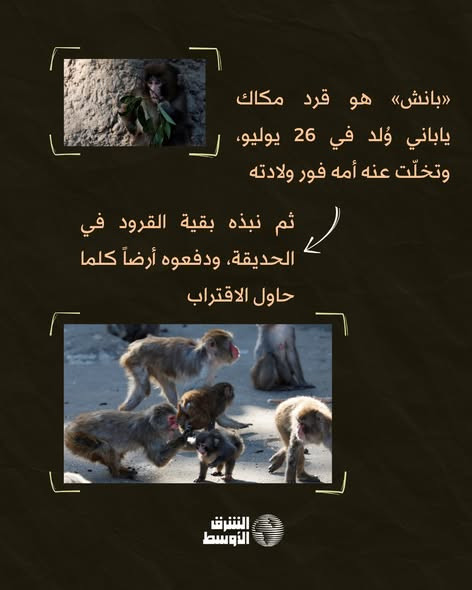 639838245 1343073987861959 2917022292735381221 n.jpg?stp=dst jpg s590x590 tt6& nc cat=107&ccb=1 7& n.jpg