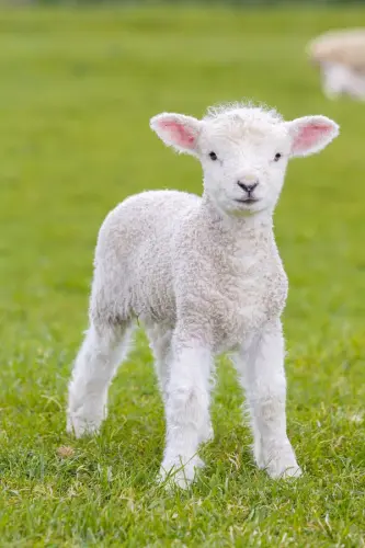 lamb.webp