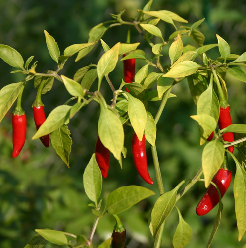 Thai peppers.jpg