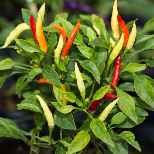 Chilli Birdseye Thai.jpg