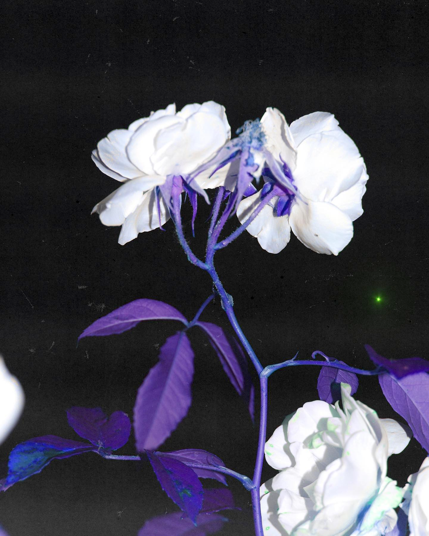 purpleroseswithsupernova