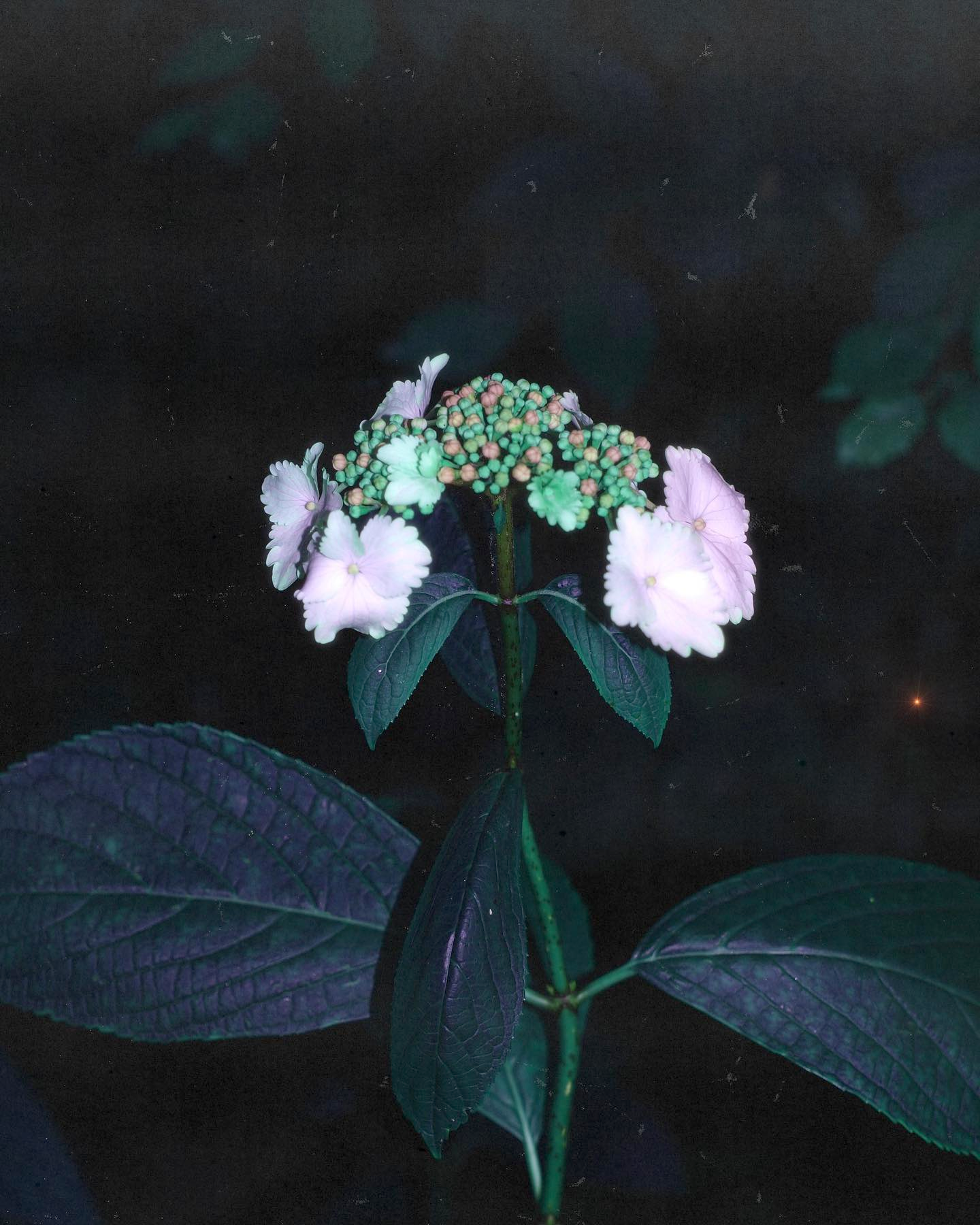 hortensiaredsupernova