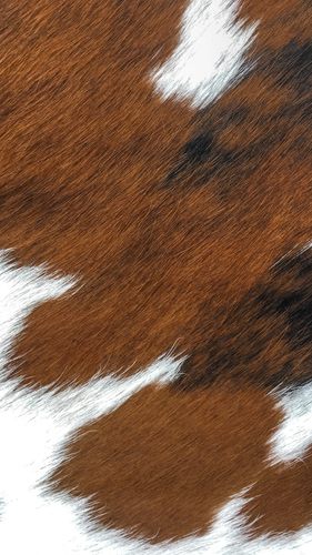 Untitled design 13.png