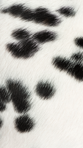 Untitled design 6.png