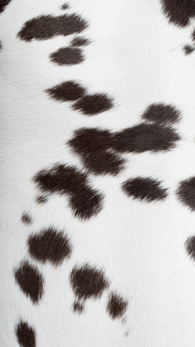 Untitled design 4.png