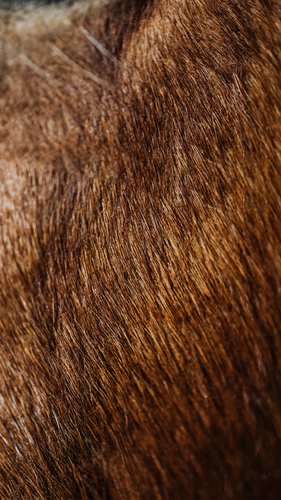 Untitled design 2.png