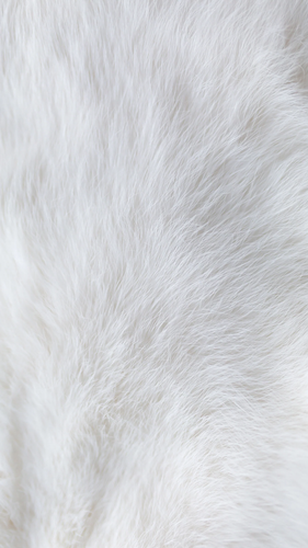 Untitled design 17.png