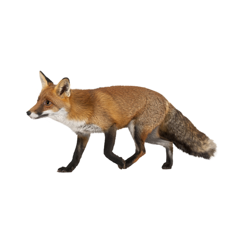 fox.png