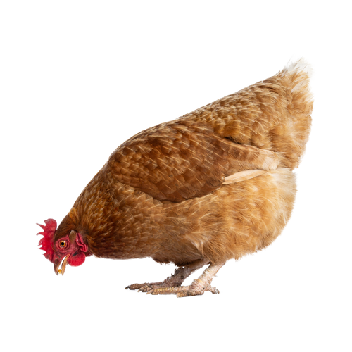 hen.png