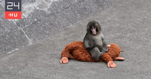 7258482454961572154?url=https%3A%2F%2Fs.24.hu%2Fapp%2Fuploads%2F2026%2F02%2F068 aa 20022026 2664165 .jpg