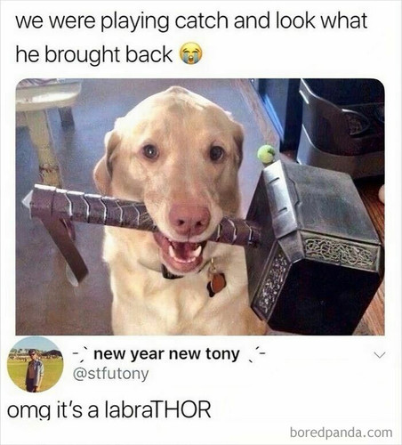 best funny animal memes 2025 695386344c67f 700.jpg