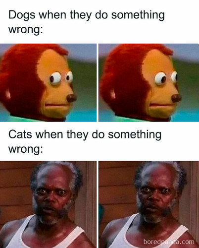 best funny animal memes 2025 695381d423008 700.jpg