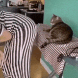 cheeks cat bite.gif