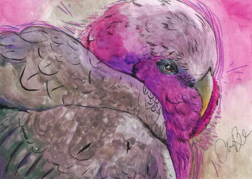 2 AmandaBolduc Galah nd.webp