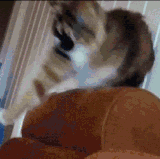 daily gifdump 3454 20.gif