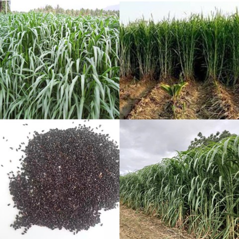 1200 smart napier grass seed iba.jpg