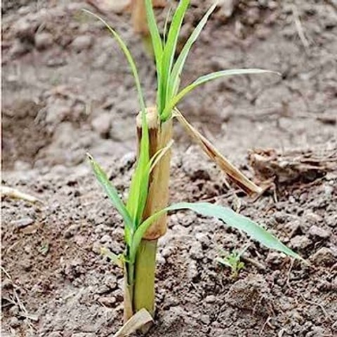 10 napier grass stick arshiayat.jpg