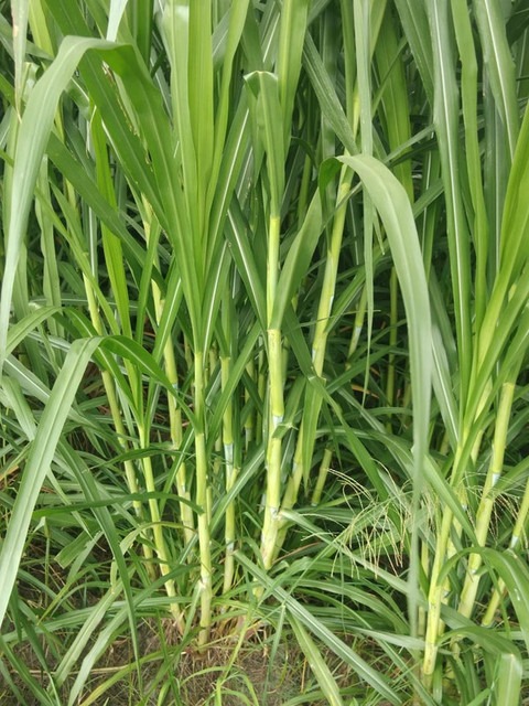 20 napier grass arshiayat origin.jpg