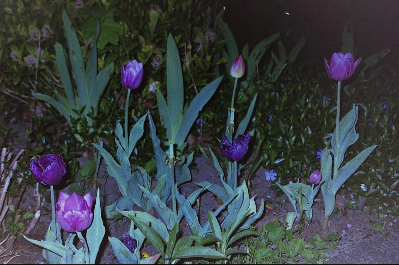 nighttulips