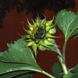 Scherm afbeelding 2024 11 10 om 19 16 28(1)