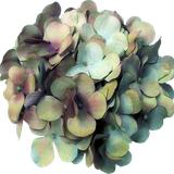 Sylvan Whisper (113)