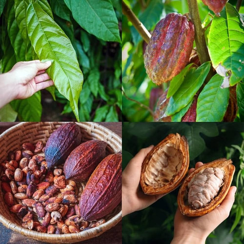 61NplXEX6NL. AC UF1000,1000 QL80.jpg