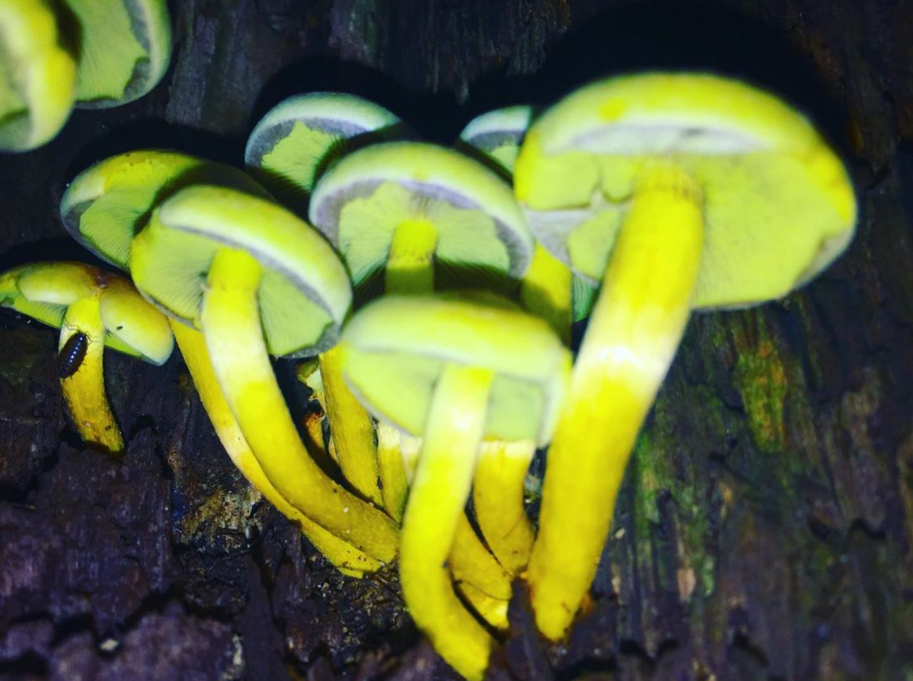 yellowmushrooms
