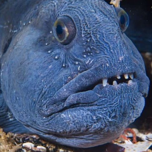 TEETHFISH FOUR.jpg