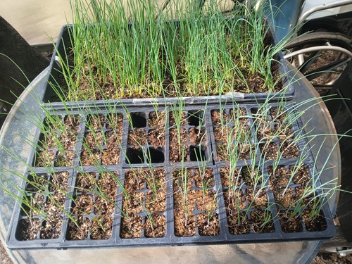 ONIONS TO GREENHOUSE 2.24.2026.jpg