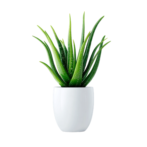 f4180b43314b.png