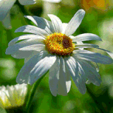 b75ae57c742547d84a7662e7e907447f ezgif.com resize.gif