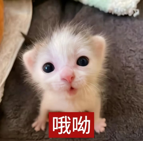 Screenshot 2026 02 24 01 49 56 31 2332cb9b27b851b548ba47a91682926c.jpg