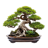 kits tammys welt tang dynasty (82)