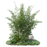 kits tammys welt tang dynasty (73)