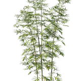 kits tammys welt tang dynasty (70).png