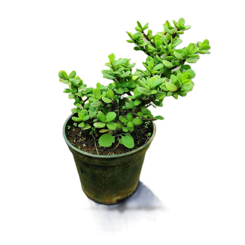 Jade 6 inch pot.jpg