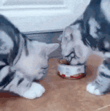 daily gifdump 3454 25.gif