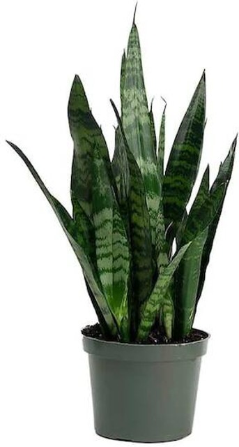yes annual yes snake plant green.jpg