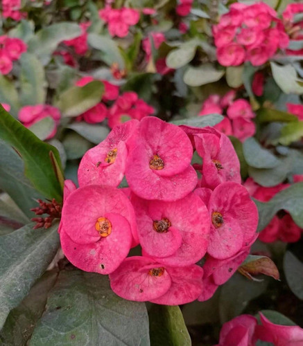 online plant bazar pink euphorbi.jpg