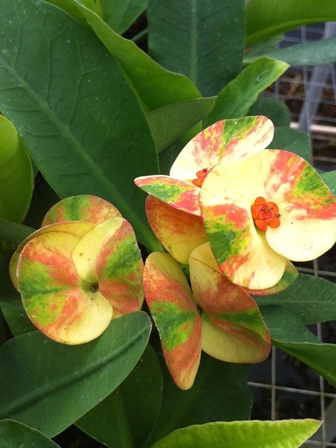 no perennial yes 352euphorbia pl.jpg