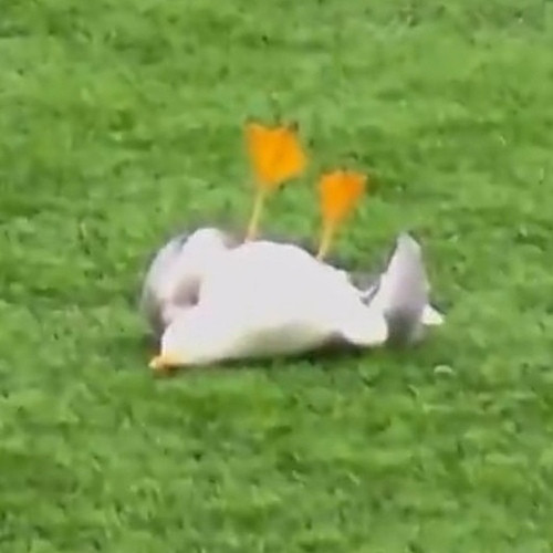 Screenshot 20260224 132418 edit 770186550844978.jpg